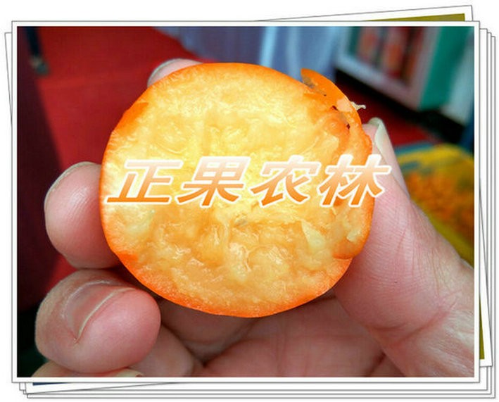 新產(chǎn)融安脆蜜金桔苗原產(chǎn)地當(dāng)天發(fā)貨全國包郵