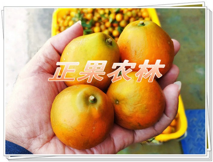新產(chǎn)融安脆蜜金柑苗原產(chǎn)地直供
