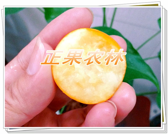 正宗融安滑皮金桔苗原產(chǎn)地新產(chǎn)上市當(dāng)天發(fā)貨全國包郵